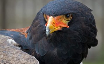 Орел-скоморох — откуда у птицы такое название? Орел-скоморох (Terathopius ecaudatus).