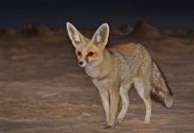 Песчаная лисица Рюппеля – животное, приспособленное к жизни в пустыне