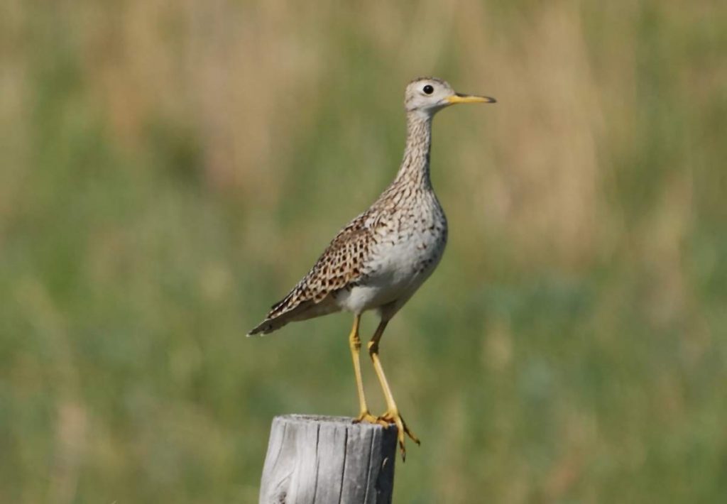 Длиннохвостый песочник (Bartramia longicauda).