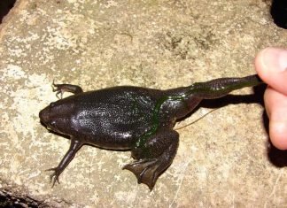 Пипа Корвальо – подслеповатая лягушка