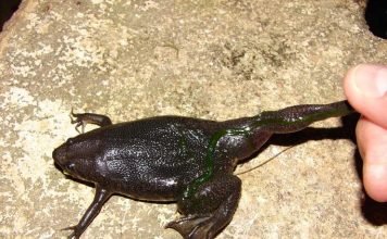 Пипа Корвальо – подслеповатая лягушка