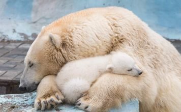 Любимцем Интернета стал крохотный полярный медвежонок Пользователей покорило видео полярного медвежонка.