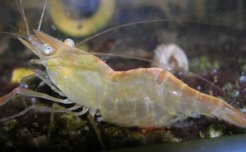 Пресноводная ханкайская креветка – жительница аквариумов