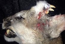 Обнаружена пума-мутант с клыками на затылке Обнаружена пума со вторым ртом на затылке.