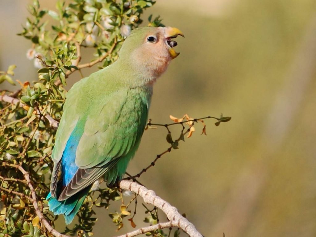 Розовощекий неразлучник (Agapornis roseicollis).