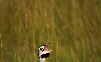 Рыжеголовая белобрюхая дрофа — эндемик Южной Африки Корхаан белобрюхий (Eupodotis senegalensis).