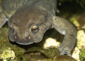 Семиреченский лягушкозуб – самый крупный среди российских тритонов