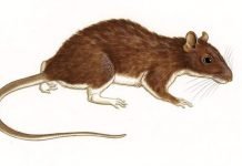 Щетинистые крысы — многочисленное семейство Щетинистая крыса (Echimyidae).