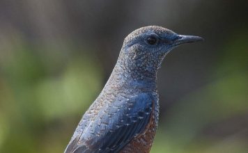 Синий каменный дрозд — пернатый символ Мальты Синий каменный дрозд (Monticola solitarius).