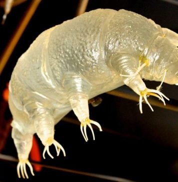 Разморозили через 30 лет: ученые оживили водного медведя Ученые разморозили и оживили тихоходку.