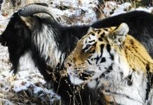 Амур отвесил козлу Тимуру оплеуху: видео, покорившее сеть Тимур получил первую оплеуху.