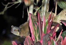 Виды олинго и жизнь этих енотовых