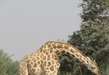 Западноафриканский жираф — редкий подвид Западноафриканский жираф (Giraffa camelopardalis peralta).