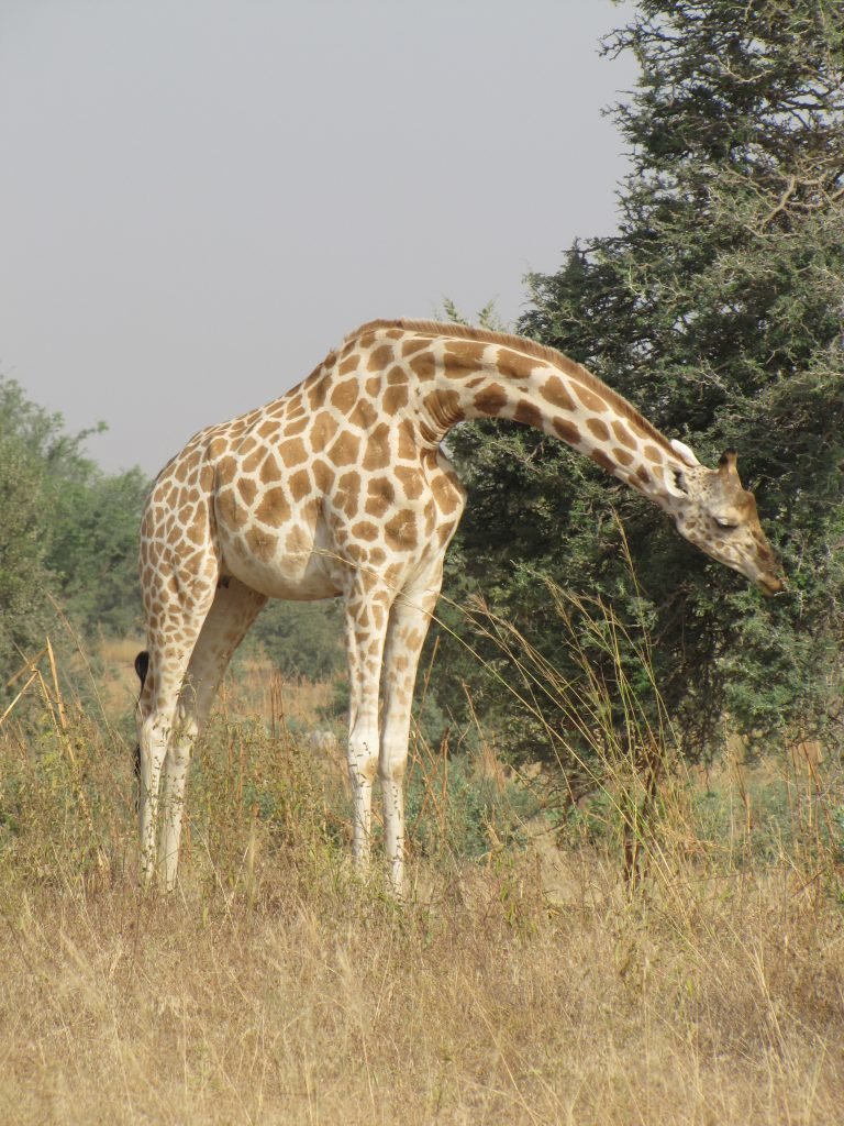 Западноафриканский жираф (Giraffa camelopardalis peralta).