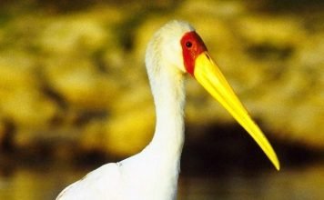 Желтоклювый аист или африканский клювач — грациозная птица Африканский клювач (Mycteria ibis).