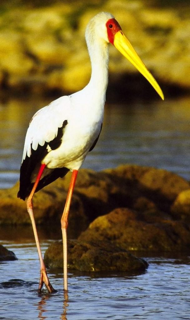 Африканский клювач (Mycteria ibis).