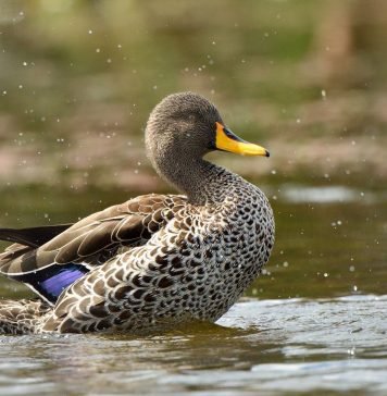 Желтоносая кряква — рябая уточка Желтоносая кряква (Anas undulata).