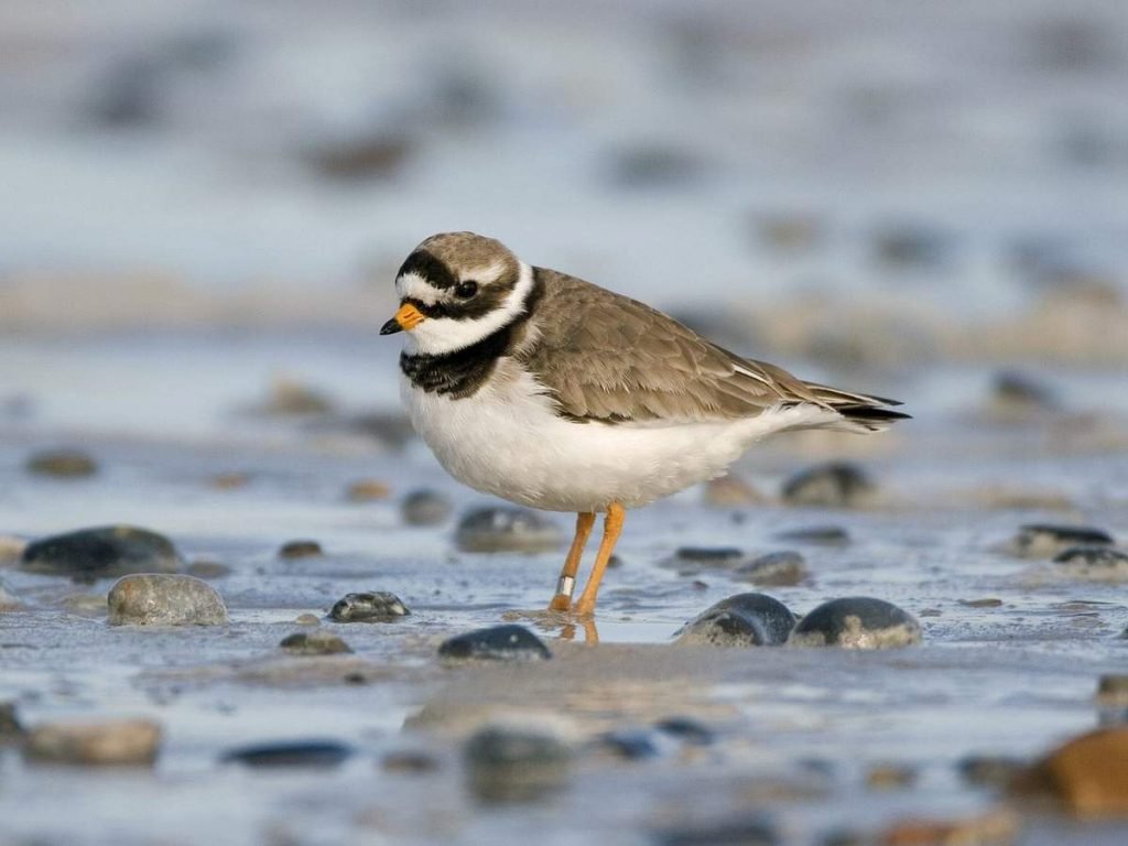 Галстучник (Charadrius hiaticula).