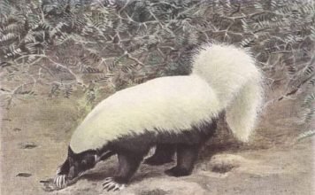 Белоспинный скунс – красивый, но вонючий зверь Белоспинный скунс (Conepatus mesoleucus).