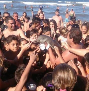 Туристы убили маленького дельфина ради селфи Дельфиненка убили ради селфи.
