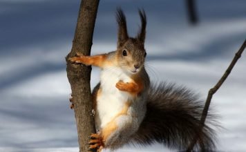 Десять удивительных фактов о белках, о которых вы не знали Ученые выяснили, что у белок плохая память.