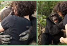 После долгих лет одиночества шимпанзе наконец обнял человека Шимпанзе Понсо принимает гостей.