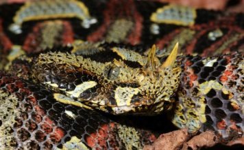 Гадюка–носорог — крупная африканская змея Гадюка-носорог (Bitis nasicornis).