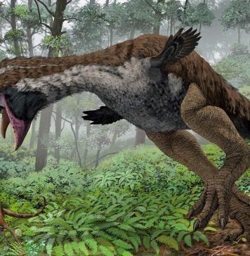 В Арктике 53 млн. лет назад жили нелетающие птицы В Арктике жили гасторнисы.