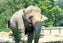 В Таиланде слон убил британского туриста Слон убил туриста.