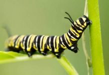 Эти прекрасные гусеницы Тело гусеницы заключено в мягкий перепончатый покров, благодаря чему обладает чрезвычайной подвижностью.