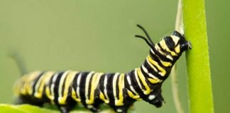 Эти прекрасные гусеницы Тело гусеницы заключено в мягкий перепончатый покров, благодаря чему обладает чрезвычайной подвижностью.