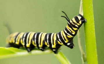 Эти прекрасные гусеницы Тело гусеницы заключено в мягкий перепончатый покров, благодаря чему обладает чрезвычайной подвижностью.