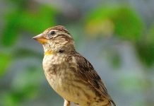 Каменный воробей — птица, так непохожа на сородичей Каменный воробей (Petronia petronia).