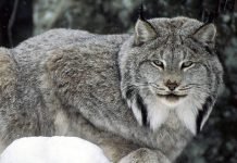 Канадская рысь – грациозная хищница, которой грозит вымирание Канадская рысь (Lynx canadensis).