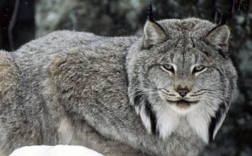 Канадская рысь – грациозная хищница, которой грозит вымирание Канадская рысь (Lynx canadensis).