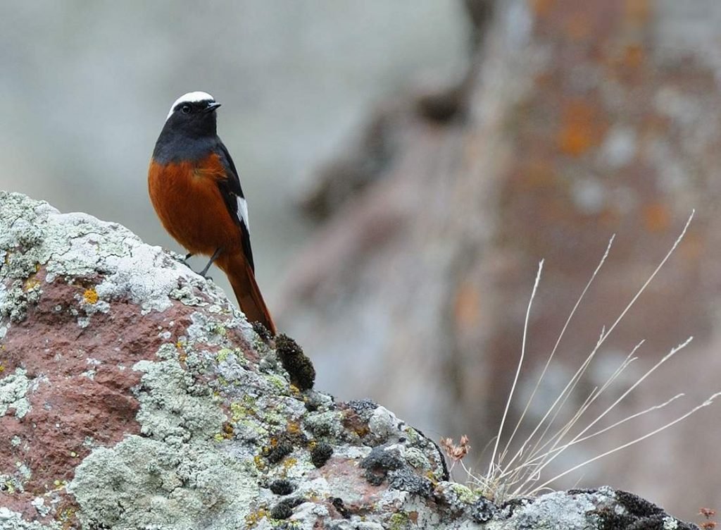 Краснобрюхая горихвостка (Phoenicurus erythrogastrus).