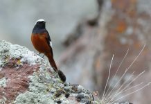 Краснобрюхая горихвостка — изумительная мухоловка Краснобрюхая горихвостка (Phoenicurus erythrogastrus).