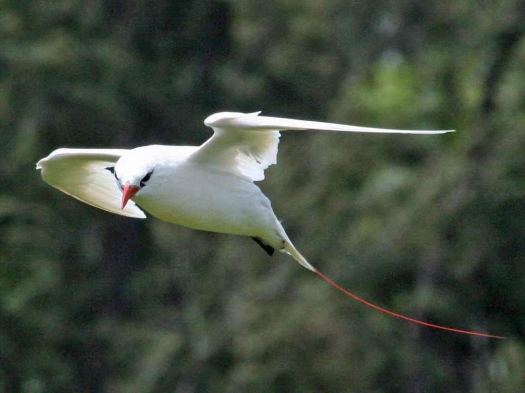 Краснохвостый фаэтон (Phaethon rubricauda).