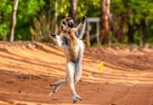 Мадагаскарский лемур продемонстрировал походку короля Джулиана "He likes to move it move it!"