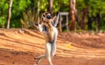 Мадагаскарский лемур продемонстрировал походку короля Джулиана "He likes to move it move it!"