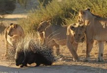 В пустыне Калахари дикобраз «обстрелял» стаю львов Встреча дикобраза со львами.