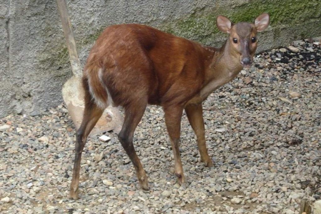 Мазама бороро (Mazama bororo).