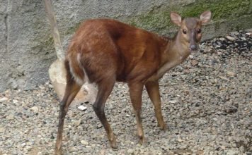 Мазама бороро — типичный лесной обитатель Мазама бороро (Mazama bororo).