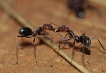 Ученые: муравьи — лучшие в мире боксеры Ученые нашли лучших боксеров в мире.