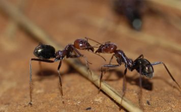 Ученые: муравьи — лучшие в мире боксеры Ученые нашли лучших боксеров в мире.