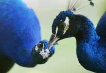 В китайском зоопарке посетители шокировали павлинов до смерти Туристы замучили павлинов ради селфи.