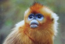 Рокселланов ринопитек — представитель семейства мартышковых Рокселланов ринопитек (Pygathrix roxellana).