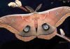 Сатурния полифема – бабочка-циклоп Сатурния полифем (Antheraea polyphemus).
