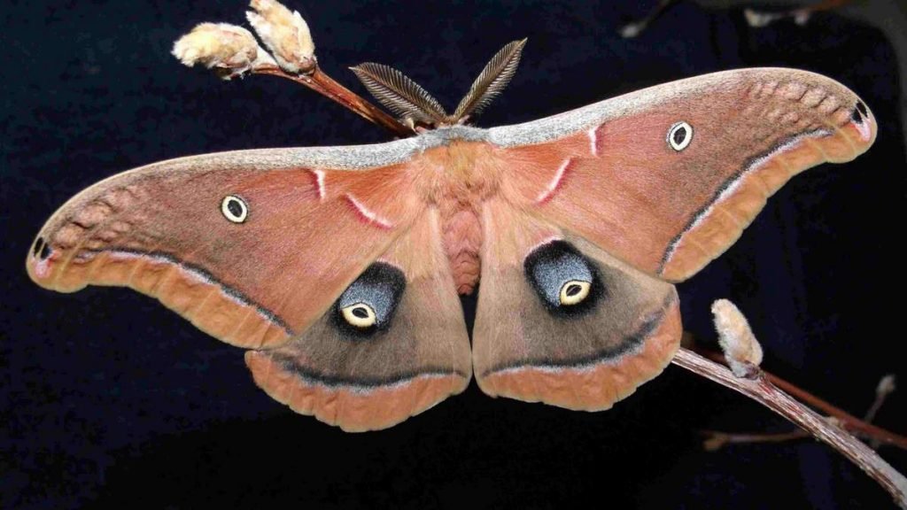 Сатурния полифем (Antheraea polyphemus).