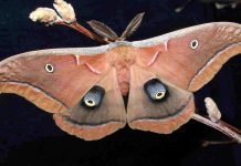 Сатурния полифема – бабочка-циклоп Сатурния полифем (Antheraea polyphemus).